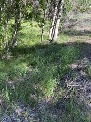 Chenopodium atrovirens