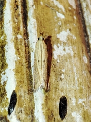 Hypsotropa unipunctella