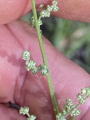 Chenopodium atrovirens