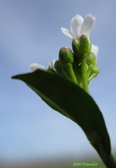 Calepina irregularis