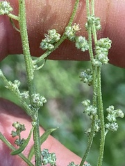 Chenopodium atrovirens