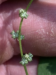 Chenopodium atrovirens