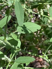 Chenopodium atrovirens