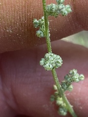 Chenopodium atrovirens
