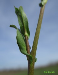 Calepina irregularis