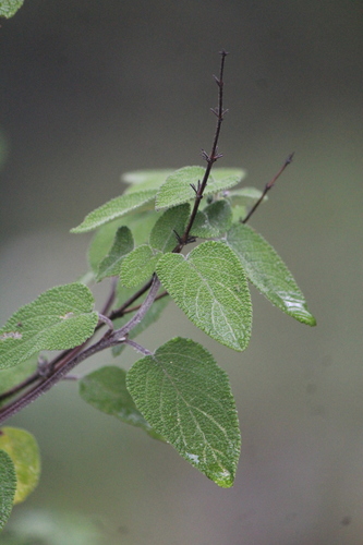 Image of Salvia melissodora by (c) José Belem Hernández Díaz, some rights reserved (CC BY)