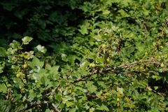 Ribes lobbii