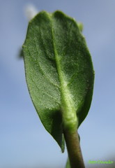 Calepina irregularis