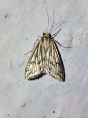 Loxostege clathralis