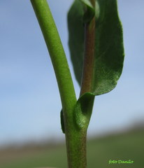 Calepina irregularis