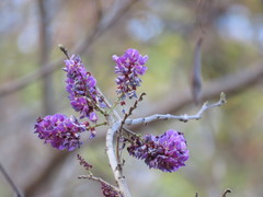 Millettia peguensis