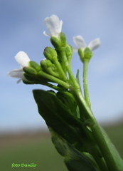 Calepina irregularis