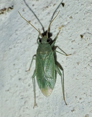 Orthotylus flavosparsus
