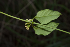 Marsdenia cynanchoides