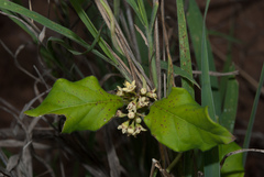 Marsdenia cynanchoides