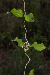Marsdenia cynanchoides