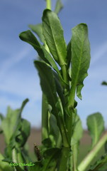 Calepina irregularis