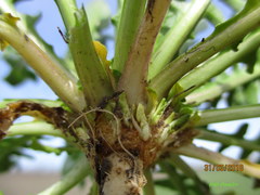 Calepina irregularis