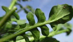 Calepina irregularis