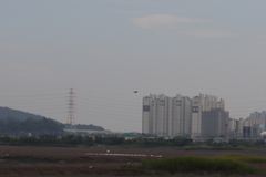 Rhyothemis fuliginosa