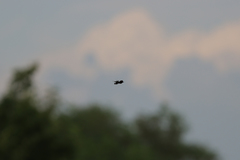 Rhyothemis fuliginosa