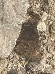 Erynnis brizo