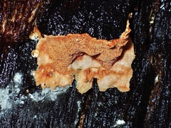 Gloeoporellus merulinus