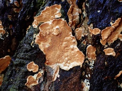 Gloeoporellus merulinus