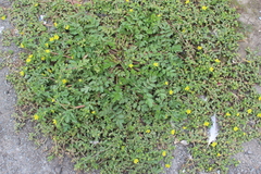 Potentilla paradoxa