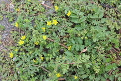 Potentilla paradoxa