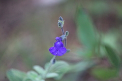 Salvia chamaedryoides