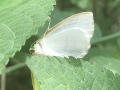 Diaphania costata