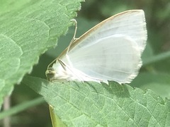 Diaphania costata