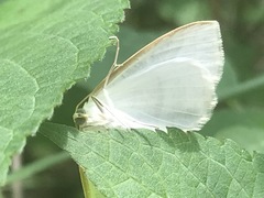 Diaphania costata