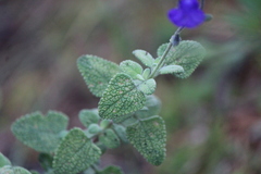 Salvia chamaedryoides