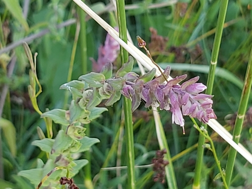 Red bartsia (Odontites litoralis)