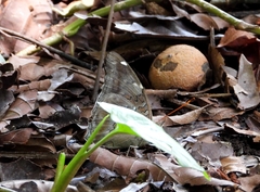 Archaeoprepona demophon