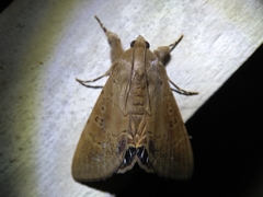 Litoprosopus futilis