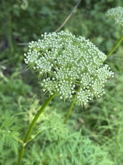 Seseli condensatum