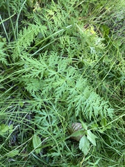 Seseli condensatum