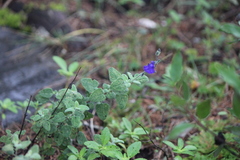Salvia chamaedryoides