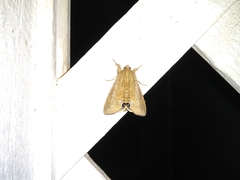 Litoprosopus futilis