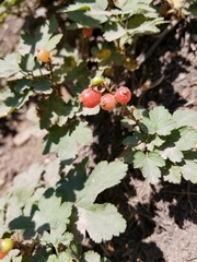 Ribes erythrocarpum