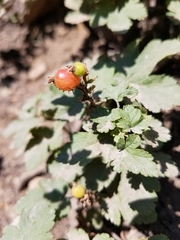 Ribes erythrocarpum