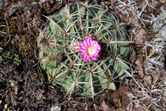 Ferocactus macrodiscus macrodiscus