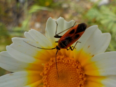 Calocoris nemoralis