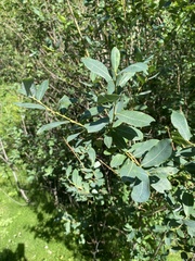 Salix kochiana