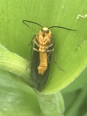 Gnamptonychia ventralis