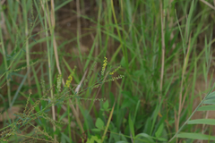 Melilotus suaveolens