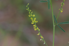 Melilotus suaveolens